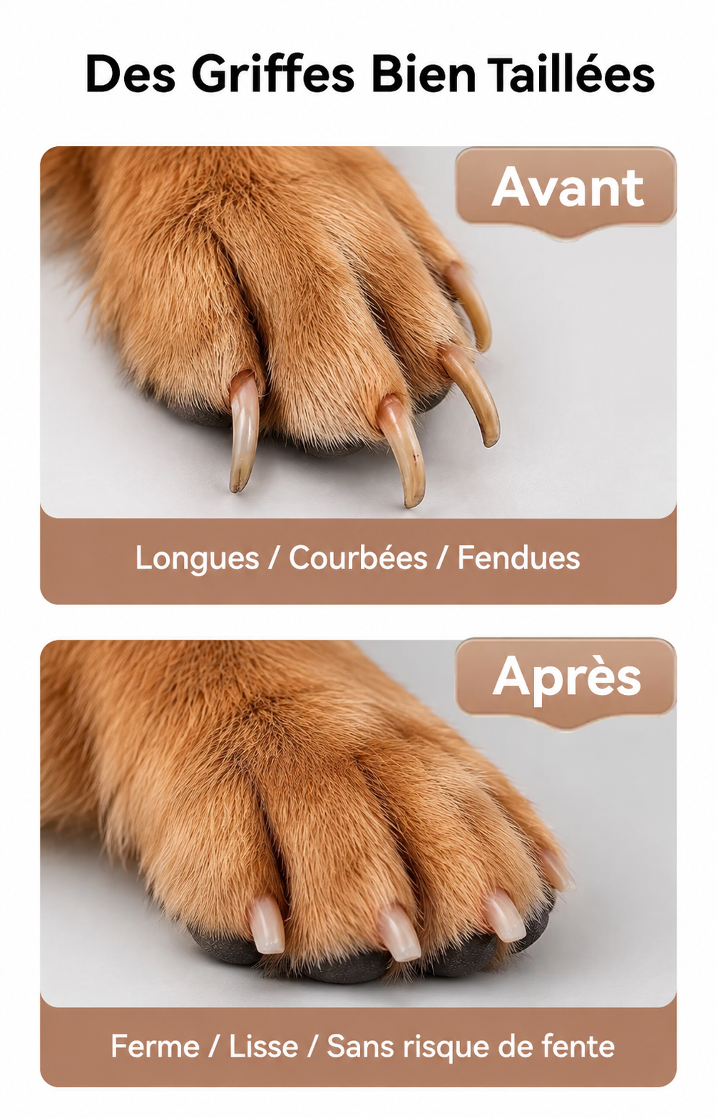 Lime Pawliss